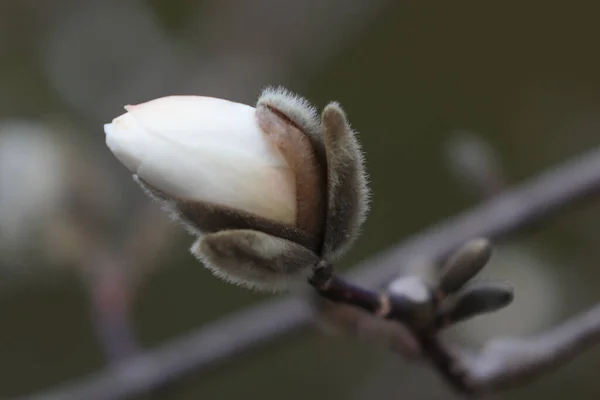 Ένα Κοντινό Πλάνο Του Λουλουδιού Magnolia Ένα Θολό Φόντο — Φωτογραφία Αρχείου