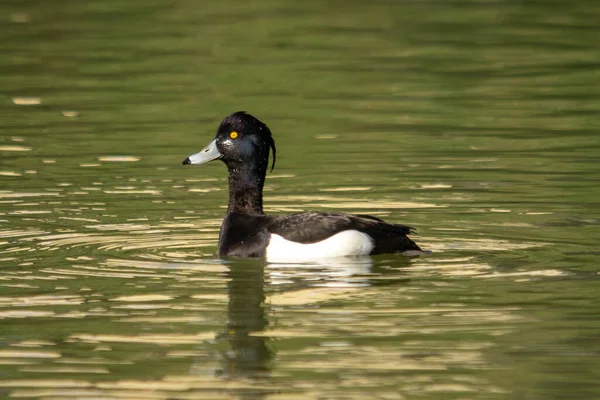 Eine Nahaufnahme Einer Männlichen Tufted Ente Oder Getufteten Pochard Aythya — Stockfoto