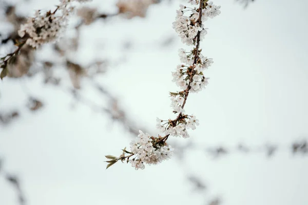Κοντινό Πλάνο Κερασιάς Λευκό Φόντο — Φωτογραφία Αρχείου