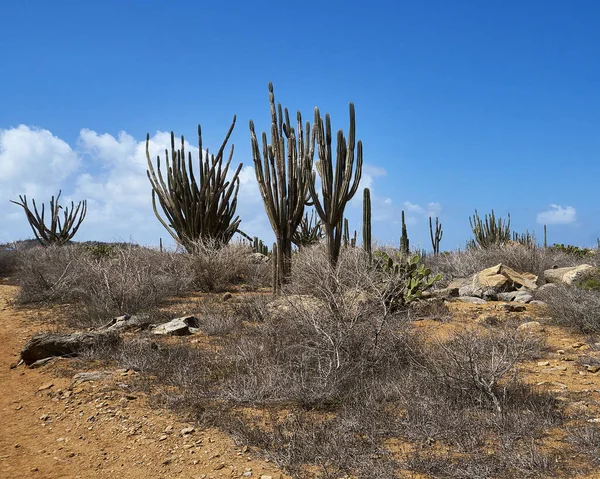 Holidaying Aruba Tall Cactus Brilliant Blue Sky Foreground Dried Desert — Stock Photo, Image
