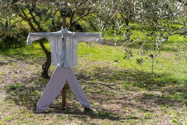 Scarecrow White Clothes Tree Field Beautiful Sunny Day — Stock Photo, Image