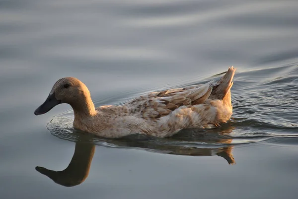 Een Close Van Een Welsh Harlekijn Vogel Zwemmen Reflecteren Het — Stockfoto