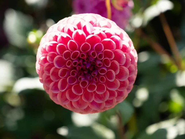 Tiro Macro Uma Flor Rosa Dahlia Pinnata — Fotografia de Stock