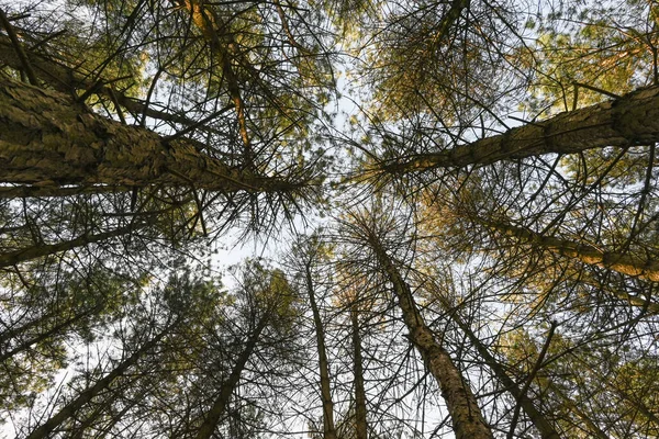 Low Angle Shot Tall Trees — Stock Photo, Image