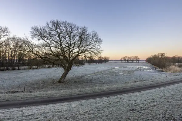 Листяні Дерева Полі Покриті Таненням Снігу Заході Сонця — стокове фото