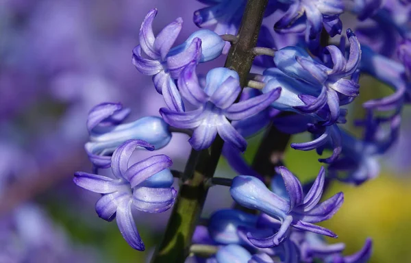 Une Belle Vue Une Fleur Jacinthe Sur Fond Flou — Photo