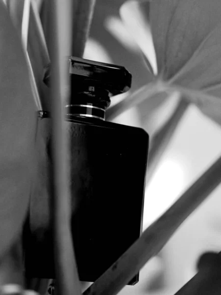 Grayscale Depth Focus Shot Black Perfume Bottle Monstera Leaves Blurred — Stock Photo, Image