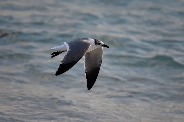 Eine Elegante Möwe Mit Schwarzem Kopf Fliegt Über Das Meer — Stockfoto