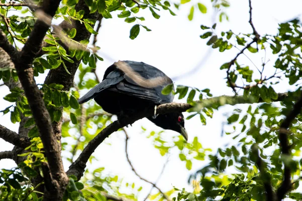 Eine Nahaufnahme Des Metallic Starlings Aplonis Metallica Auch Als Glänzender — Stockfoto