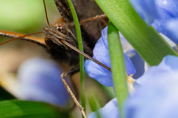 Egy Makró Felvétel Egy Pillangóról Amint Egy Virágon — Stock Fotó