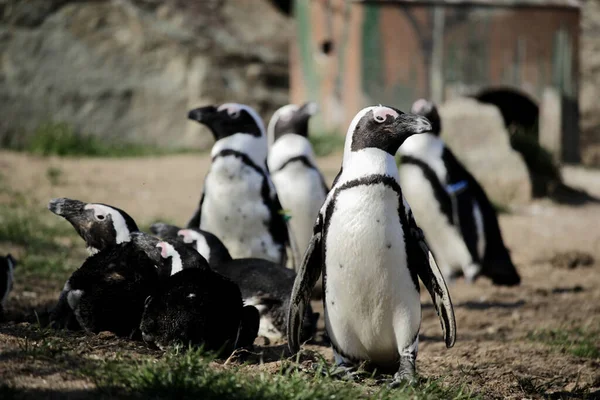 Крупный План Пингвинов Стоящих Траве — стоковое фото