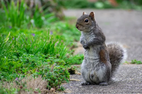 Wybiórcze Ujęcie Ostrości Wiewiórki Szarej Sciurus Carolinensis — Zdjęcie stockowe