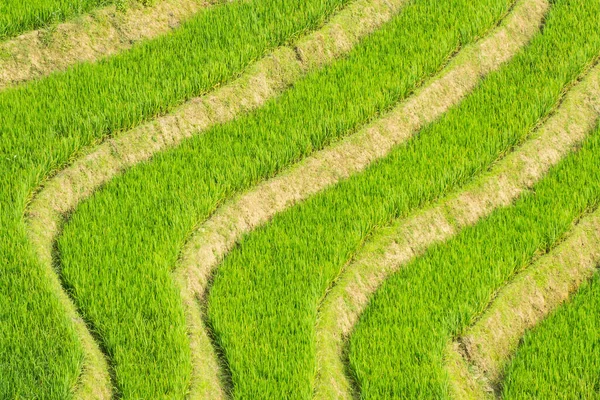 Lao Cai Vietnam Daki Sapa Terasları Nın Yüksek Açılı Görüntüsü — Stok fotoğraf