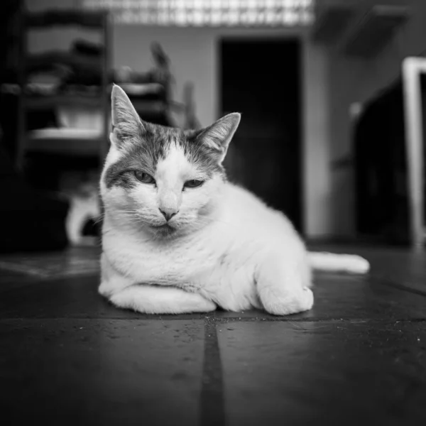一只猫的灰度照片 — 图库照片