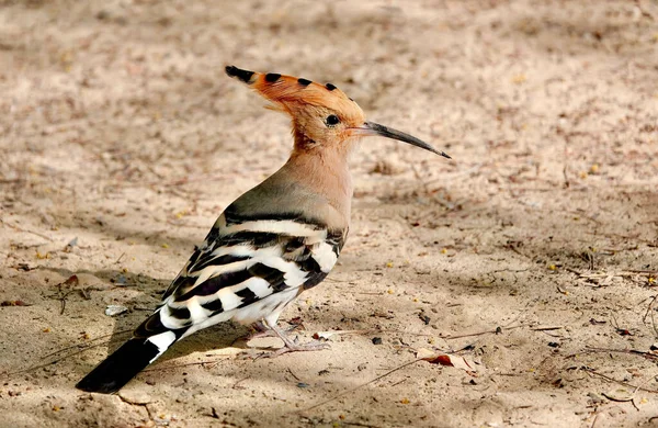 Zemi Dubaji Sae Rozprostíral Selektivní Záběr Hoopoe — Stock fotografie