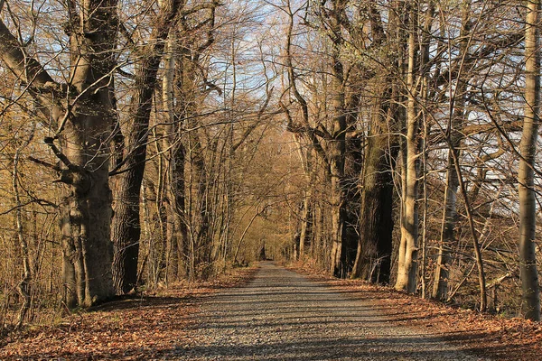 Naturskön Över Stig Mellan Träd Med Kala Grenar Och Torkat — Stockfoto