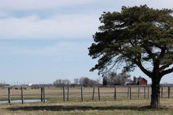 Kırsal Kesimdeki Bir Çiftlikte Çitin Yanındaki Bir Ağacın Yakın Çekimi — Stok fotoğraf