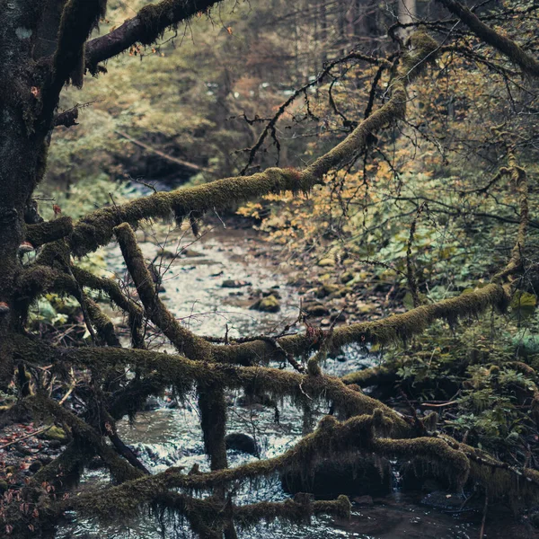 흐르는 흔들리는 가지들을 클로즈업 — 스톡 사진