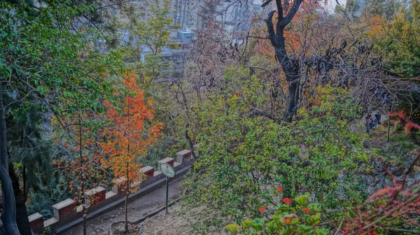 Krásný Výhled Podzimní Stromy Parku Během Dne Santiagu Chile — Stock fotografie
