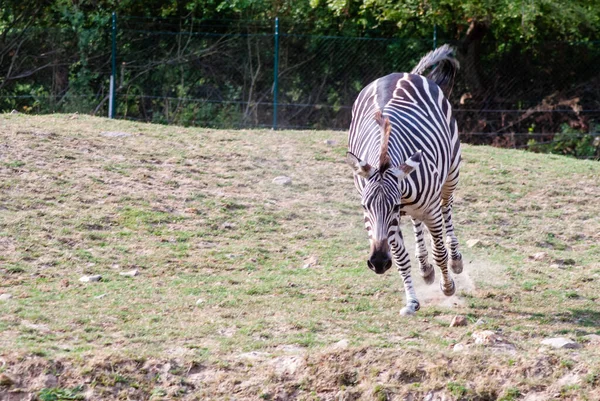 Nahaufnahme Eines Zebras Das Auf Dem Feld Läuft — Stockfoto