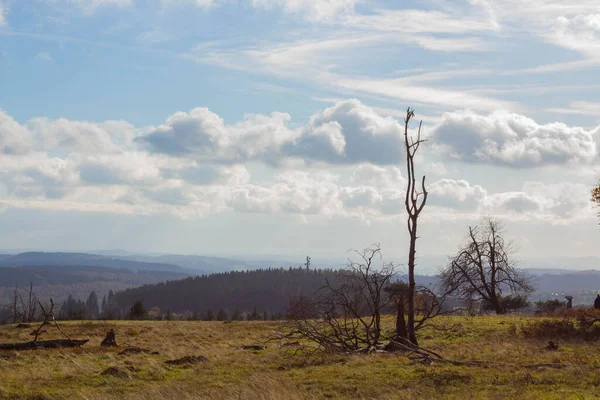 Une Belle Vue Sur Paysage Des Arbres Sans Feuilles Dans — Photo