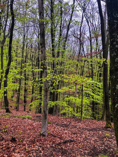 Disparo Vertical Bosque Verde Con Árboles Delgados —  Fotos de Stock