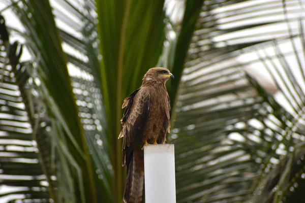 Beautiful Shot Black Kite Bird Standing Led Candle Daylight Palm — Stock Photo, Image