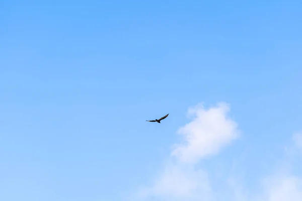 カナダのハミトンの青い空を飛ぶ七面鳥のハゲタカ — ストック写真