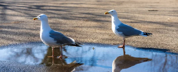 Pair Seagulls Stood Puddle Water — Stock Photo, Image