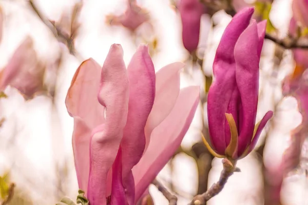 Zbliżenie Pięknych Różowych Kwiatów Magnolii — Zdjęcie stockowe