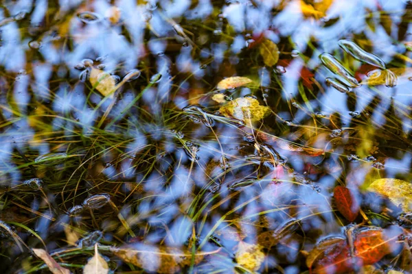 Tiro Close Uma Bela Lagoa Cheia Folhas Outono — Fotografia de Stock