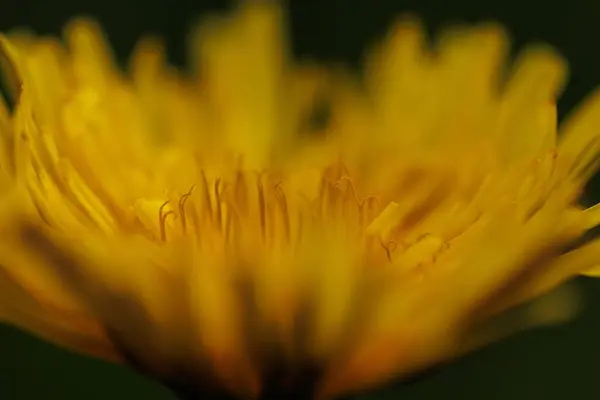 Крупный План Цветка Одуванчика Парке — стоковое фото