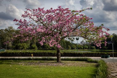 Brezilya 'nın Sao Paulo şehrinde bulutlu bir günde güzel bir kiraz ağacının manzaralı bir çekimi.