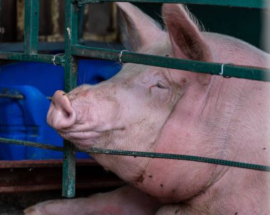 Metal çitin arkasındaki büyük beyaz domuzun yakın plan portresi.