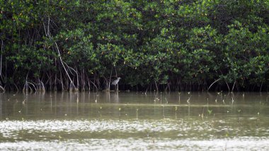 Bataklık bataklığında gri bir balıkçıl kuşu.