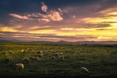 Ruo er gai Çin 'deki tarlada otlayan koyunlar.