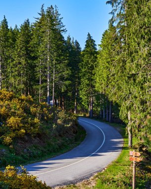 Portekiz 'deki Arouca dağında ağaçlar ve doğa ile kaplı bir yol.
