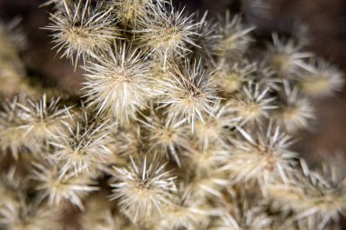 Silver Cholla 'nın yakın çekimi.
