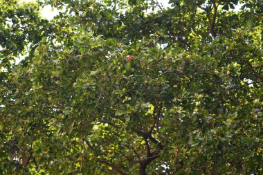Yeşil bir ağaçta saklanan ve onu yeşil tüyleriyle harmanlayan bir muhabbet kuşu.