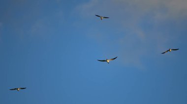 Mavi gökyüzünde uçan siyah ve beyaz martıların güzel manzarası
