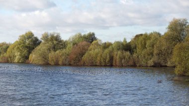 Abberton Reservoir, Essex, İngiltere yüzeyinde bir yaban kuşu sürüsü.