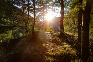Güneşli bir günde güzel bir ormanın alçak açılı görüntüsü