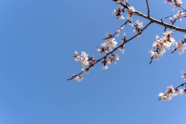 Mavi gökyüzüne karşı beyaz çiçekli bir kayısı ağacının dalına yakın çekim..