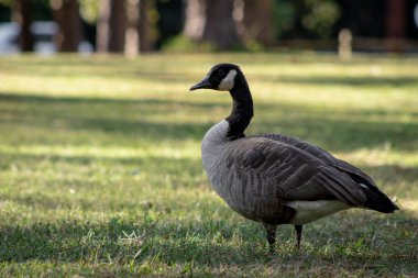 Bulanık arka planda parkta bir kaz.