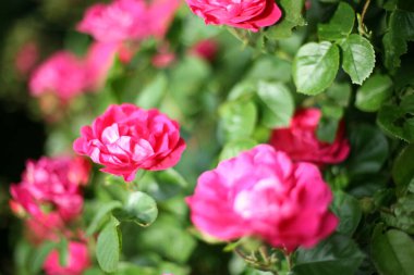 Bahçedeki pembe güllerin dikey yakın çekimi.