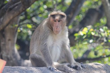 Parktaki bir kayanın üzerinde bulanık bir zeminde oturan sevimli bir maymun.