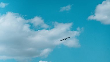 Bulutlu bir gökyüzünde uçan bir kuşun alçak açılı görüntüsü.