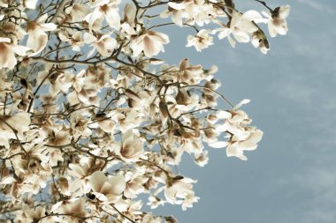 Manolya ağacının düşük açılı bir görüntüsü.