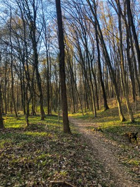 İnce ağaçlarla kaplı bir ormanda yürüyen bir patikanın dikey görüntüsü.