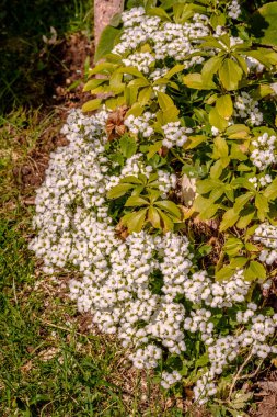 Çiçek açan yeşil beyaz çayırların dikey görüntüsü.